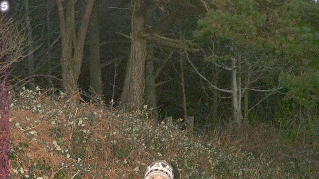 Set_frenchie-010
