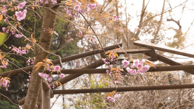Set_hazel-002