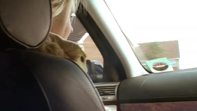 Video_wp0597